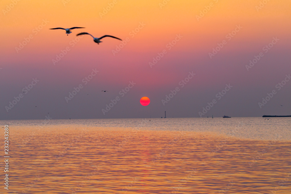 The background of the colorful silhouette of the evening sun is golden yellow, with sea water and gulls swimming or flying above the water surface, is a natural beauty.