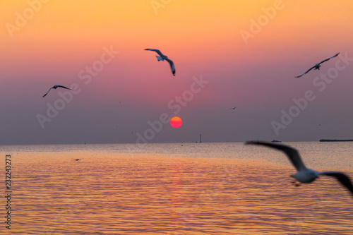 The background of the colorful silhouette of the evening sun is golden yellow  with sea water and gulls swimming or flying above the water surface  is a natural beauty.
