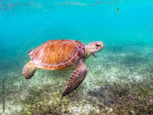 Green Sea Turtle swimming in Akumal, Mexico