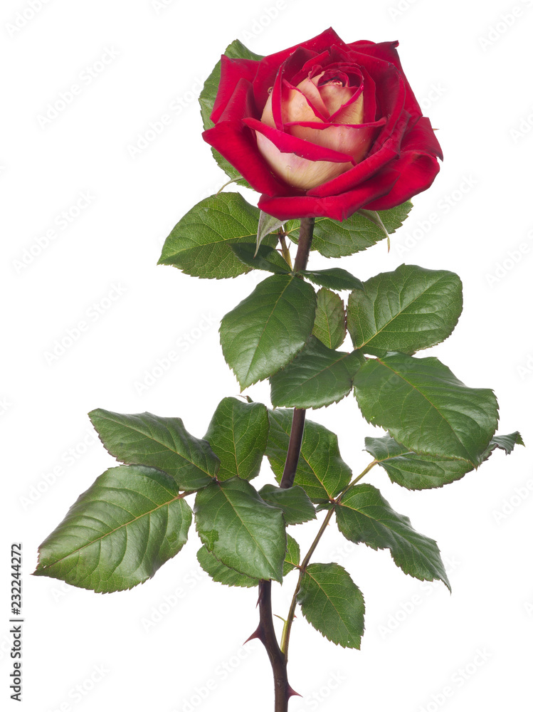 Obraz premium dark and light red large rose with lush foliage