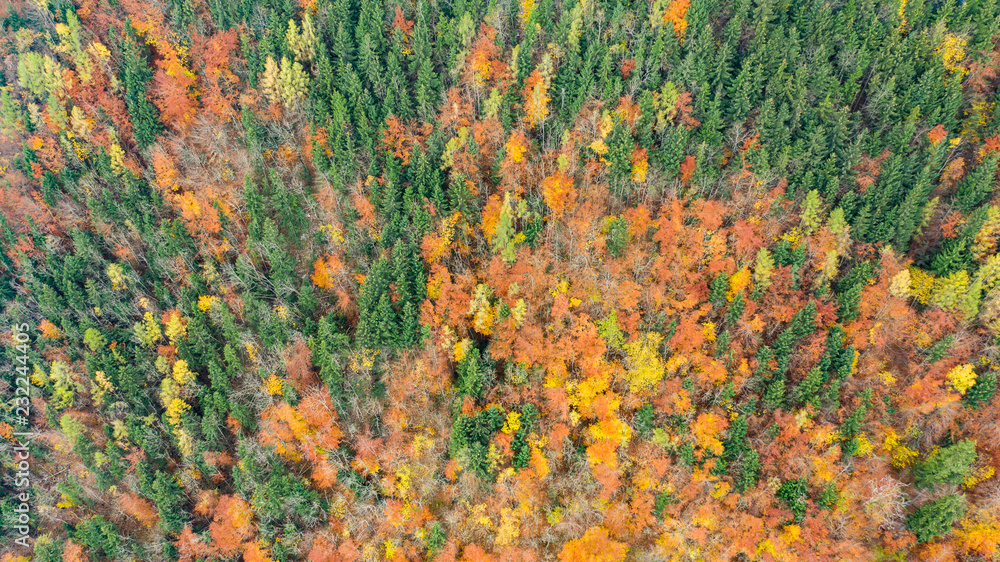 Herbstwald