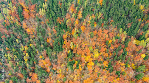 Obraz na płótnie Herbstwald w salonie