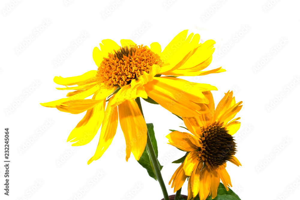 Fototapeta premium flower isolated on white background