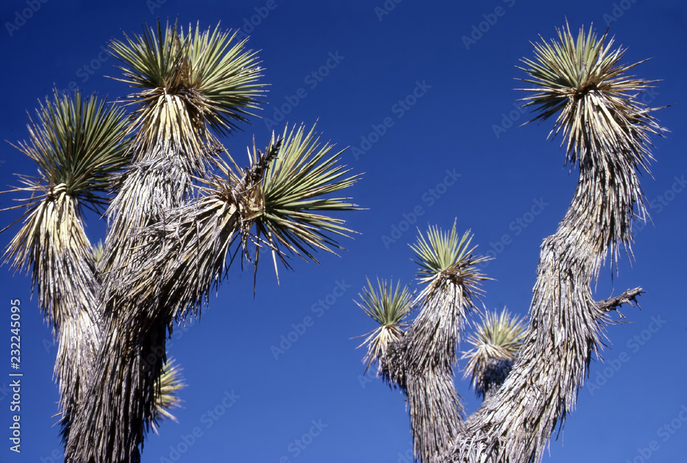 Naklejka premium Yoshua Tree