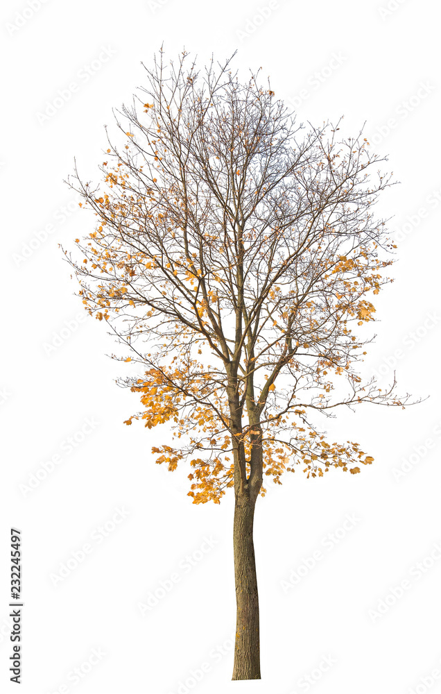 maple tree with last gold leaves isolated ob white maple tree with last gold leaves isolated ob white