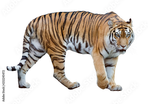 isolated on white striped large tiger