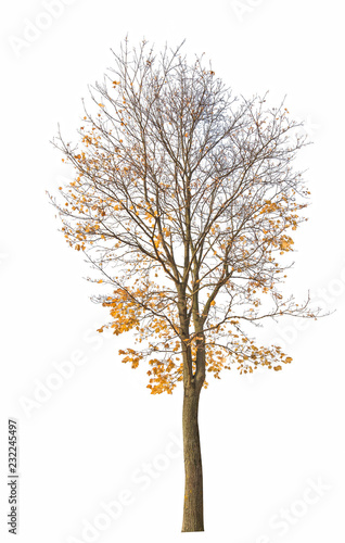 maple tree with last gold leaves isolated ob white © Alexander Potapov