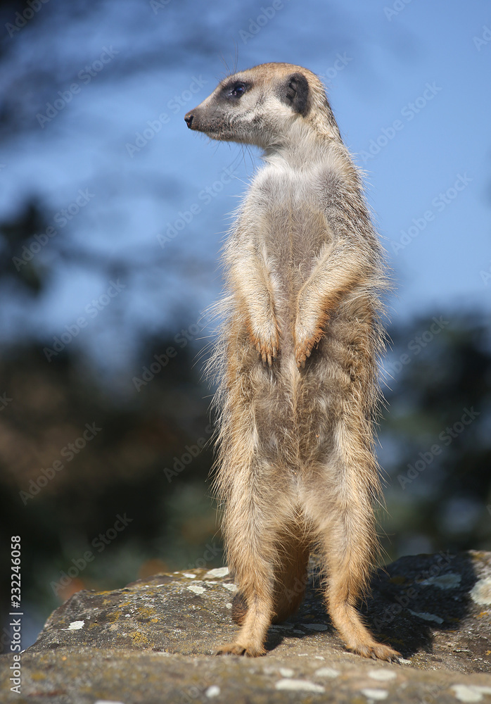 Obraz premium Meerkat stands on its hind legs on a stone and looks left