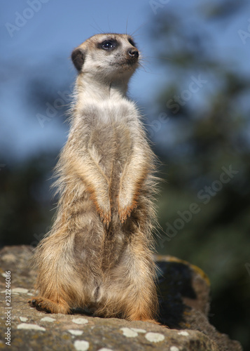 The meerkat sits on its hind legs on a stone and looks right.