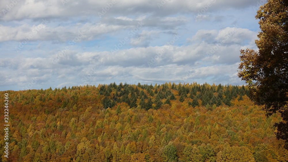 Herbstwald