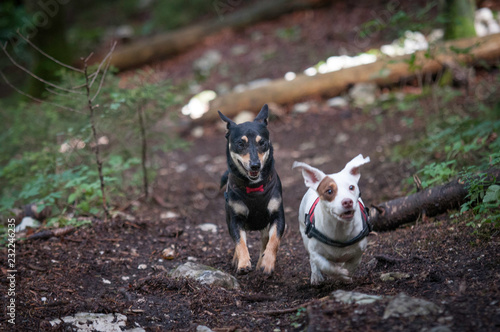 dog in forest