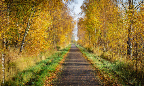 path in autumn forest