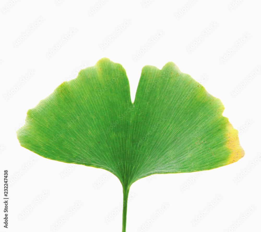 Fototapeta premium Ginkgo Leaf Isolated On White Background