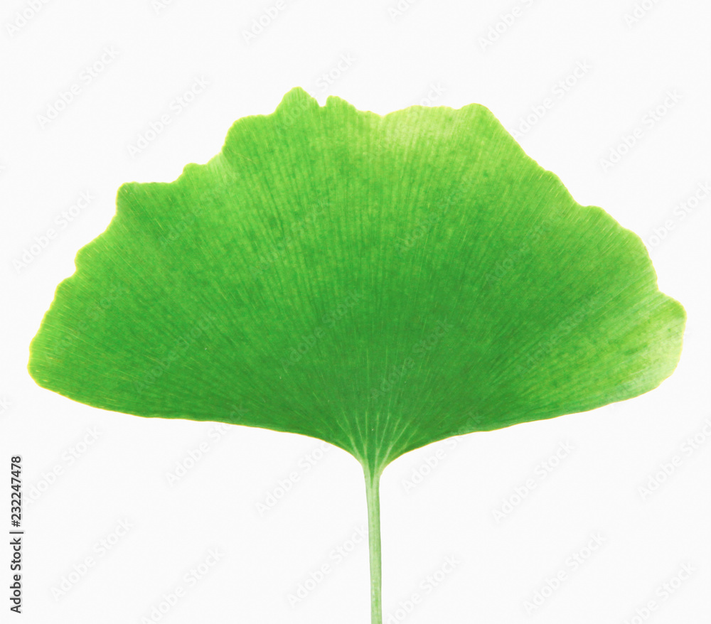 Fototapeta premium green ginkgo biloba isolated on white background