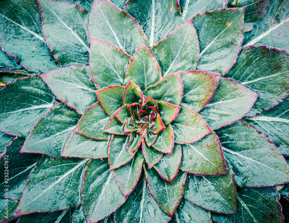 Fototapeta premium background of green leaves