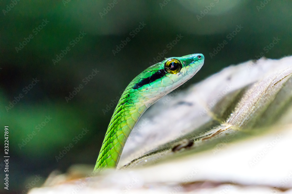 Green Parrot Snake in Manuel Antonio National Park, Costa Rica Green Parrot Snake in Manuel Antonio National Park, Costa Rica