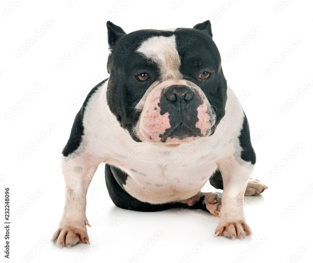 male american bully