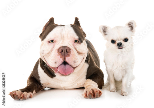 Fototapeta Naklejka Na Ścianę i Meble -  male american bully and chihuahua