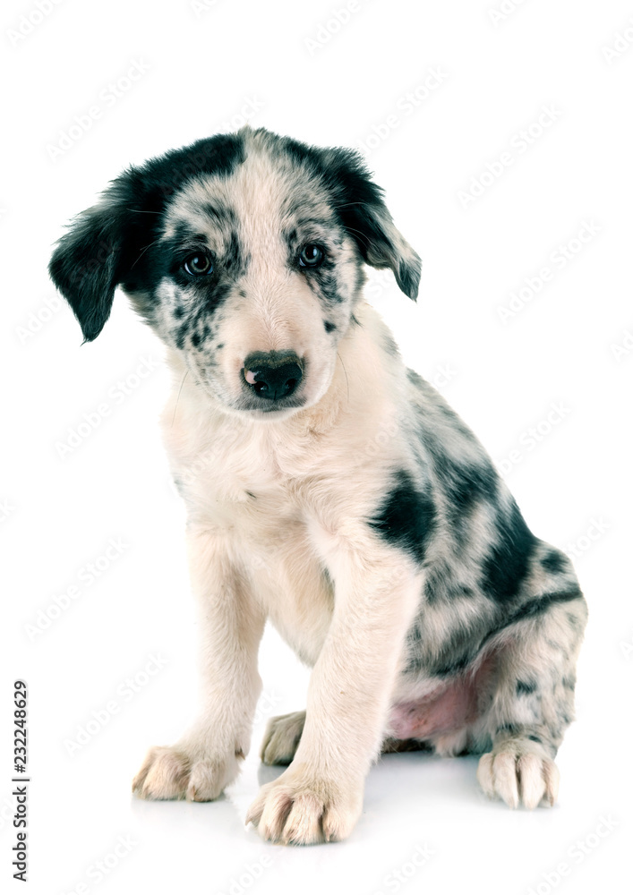 puppy border collie puppy border collie