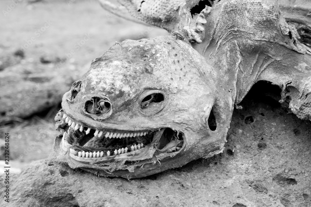 iguana skeleton iguana skeleton