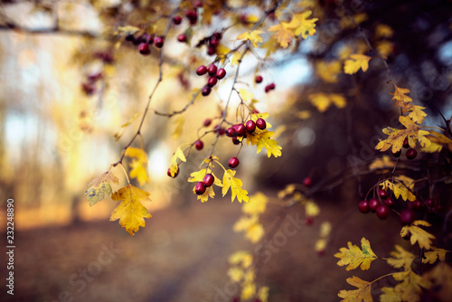Fototapeta Naklejka Na Ścianę i Meble -  Autumn background with colorful leaves