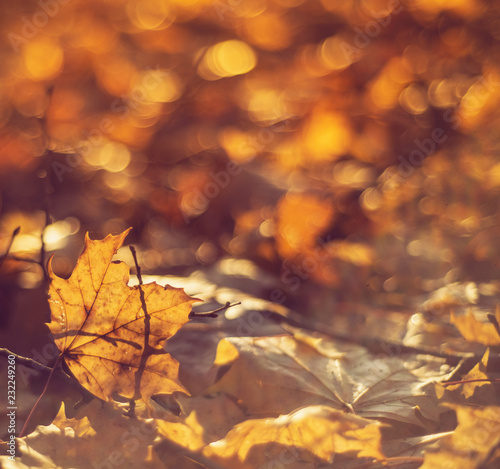 Autumn background with colorful leaves