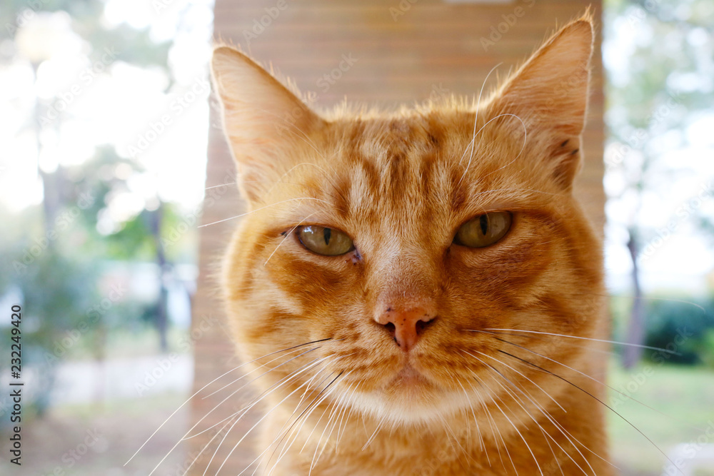 Obraz premium Cute ginger kitty