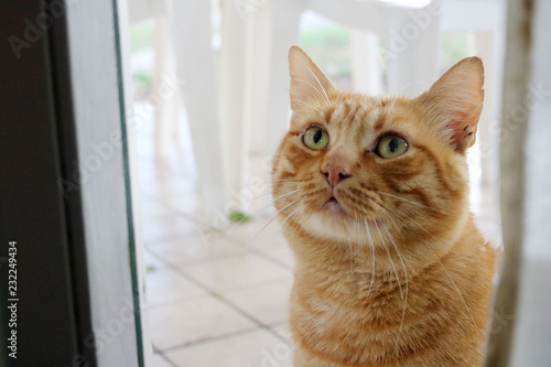 Cute ginger kitty