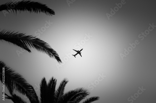 Black and white image of plane taking off against the leaves of palm trees. © freeman83