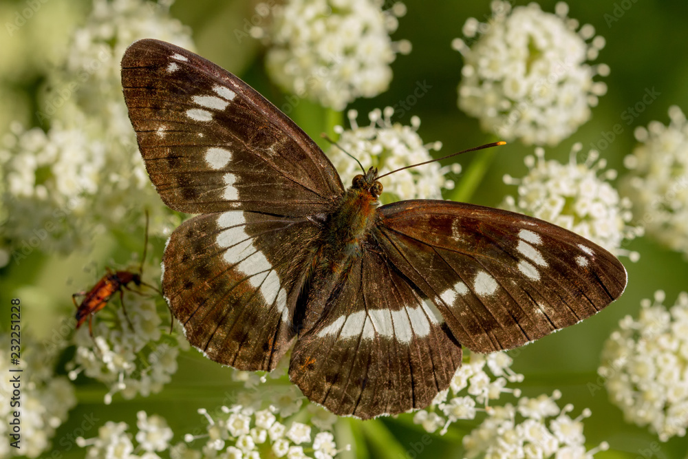 Obraz premium Kleiner Eisvogel
