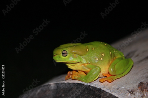 Australian green tree frog