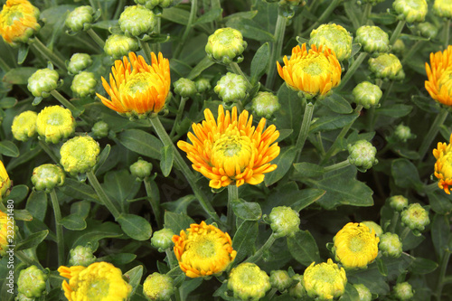 Fototapeta Naklejka Na Ścianę i Meble -  Beautiful dandelion background, yellow flowers is blooming in the garden.