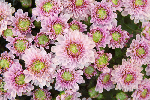 Fototapeta Naklejka Na Ścianę i Meble -  Beautiful dandelion background, pink flowers is blooming in the garden.