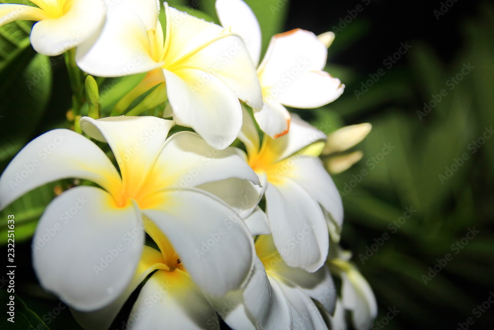 White tropical flower White tropical flower