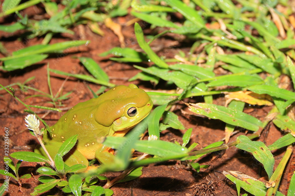 Naklejka premium Australian green tree frog