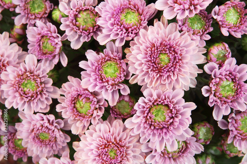 Fototapeta Naklejka Na Ścianę i Meble -  Beautiful dandelion background, pink flowers is blooming in the garden.