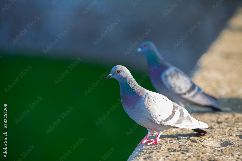 Obraz premium Couple of doves. Pigeons in park. Beautiful wild birds..