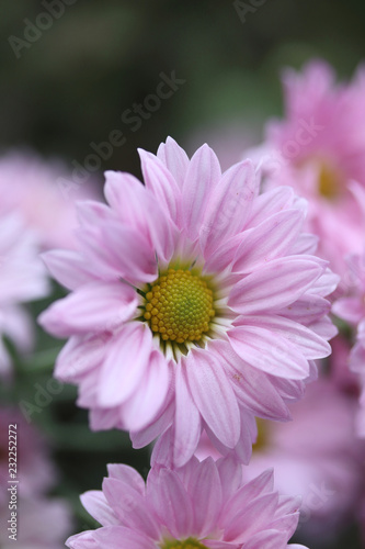秋の花 ピンクの可愛いスプレー菊