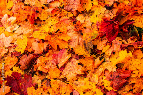 Autumn leaves background. Multicolored maple leaves lie on the grass. Abstract background of autumn leaves. Nature concept. Flat lay.