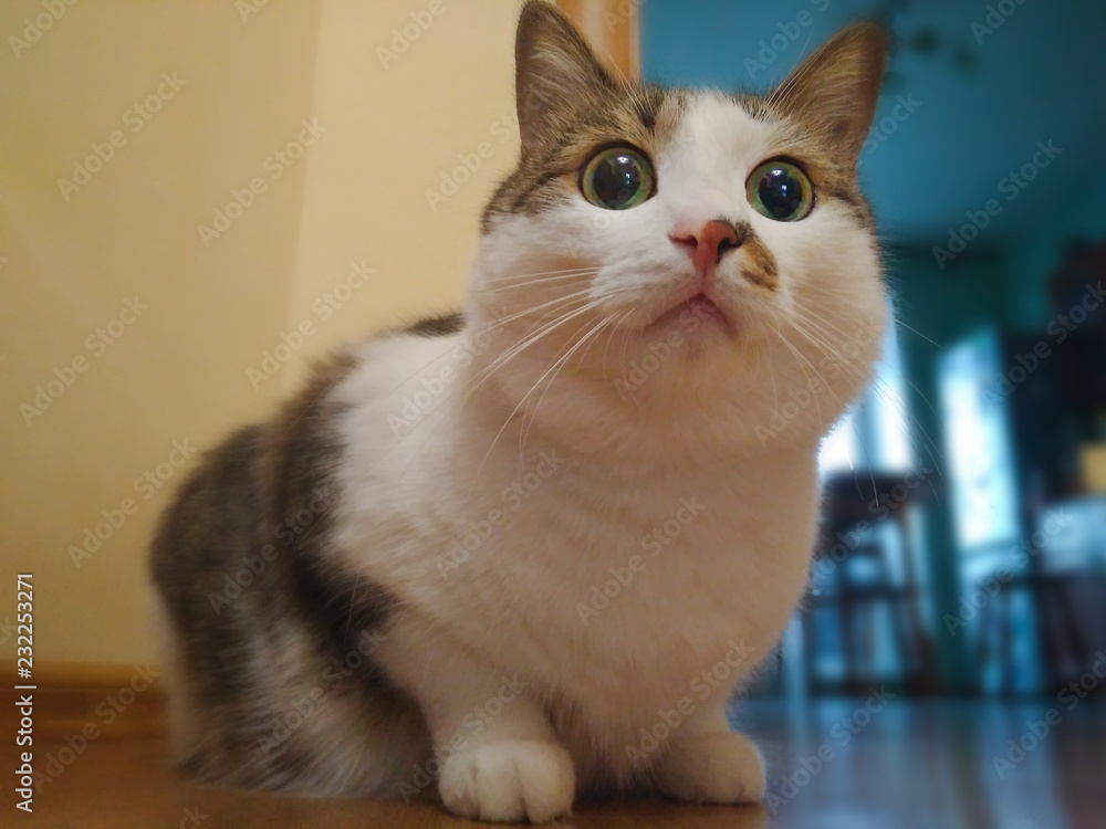 the cat at home with big eyes looks away