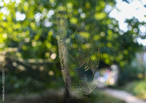 Spider's cobweb in nature