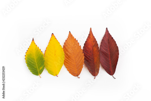 Different colored fall leaves. Set of olorful leaves isolated on white background. Autumn beautiful green, yellow, red and orange leaves, design element photo