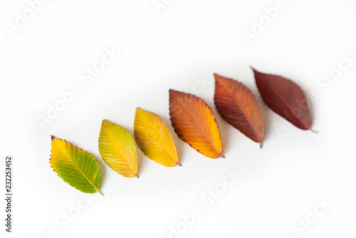 Different colored fall leaves. Set of olorful leaves isolated on white background. Autumn beautiful green, yellow, red and orange leaves, design element. Fall foliage. Color fall. photo