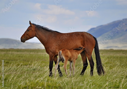 Fototapeta Naklejka Na Ścianę i Meble -  Mare and foal on a pasture.