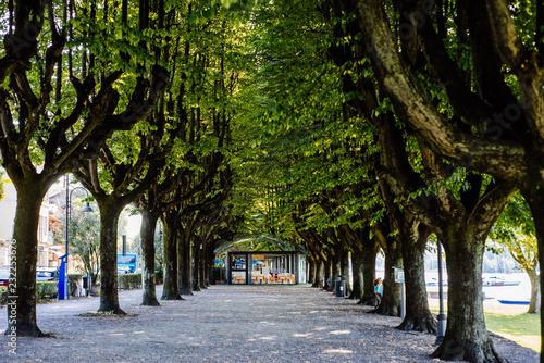 tre-lined avenue of Italian country with bar at the bottom