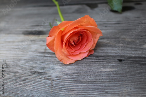 liegende Rose orange
