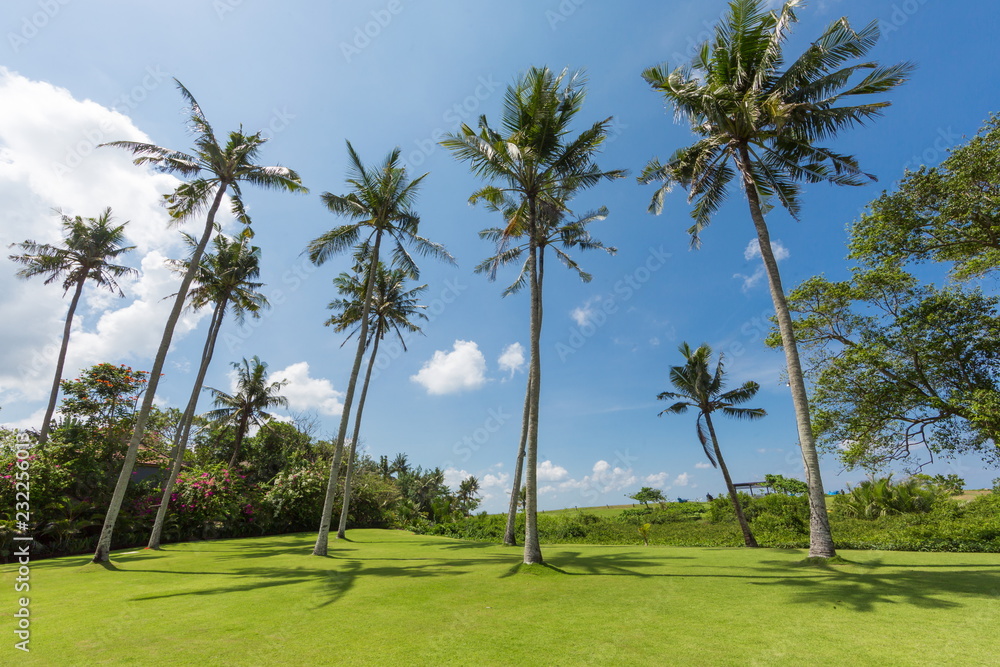 coconut palm trees on the beach blue sky background coconut palm trees on the beach blue sky background