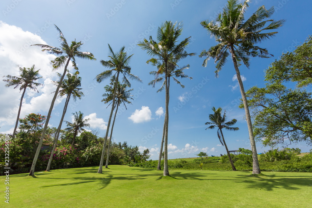 coconut palm trees on the beach blue sky background