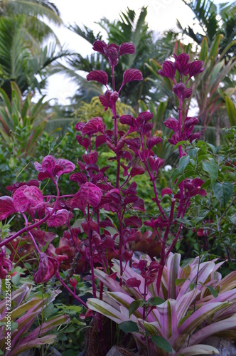 Fototapeta Naklejka Na Ścianę i Meble -  Island Nature Flower Burgundy