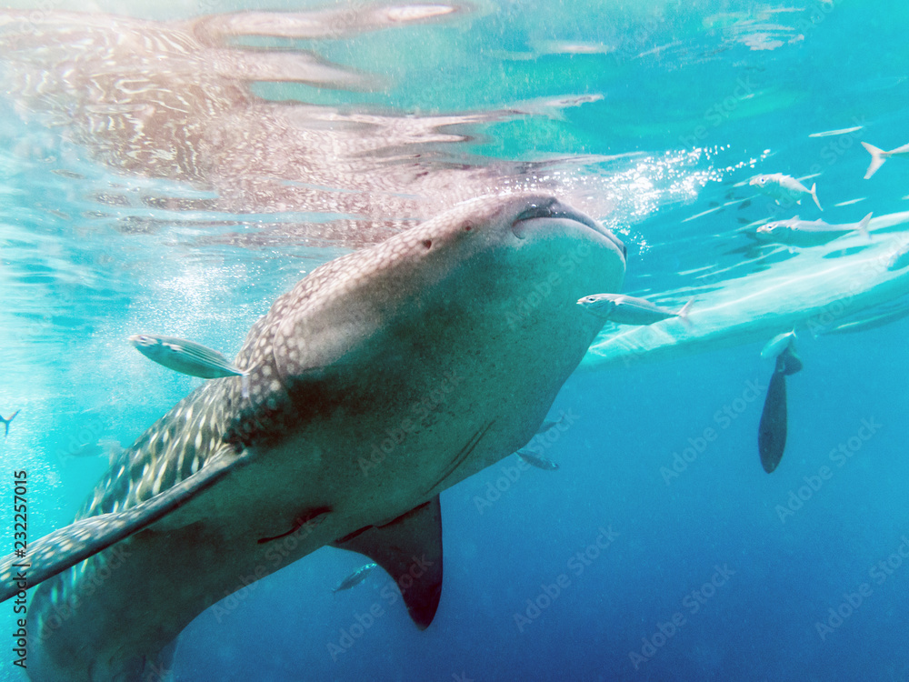 Obraz premium Whale Sharks in Oslob, Philippines - Tourists swimming and diving with whale shark